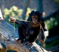 Fishing for Termites